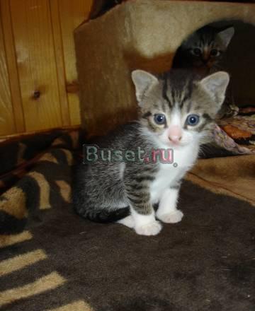 Отдам котят в хорошие руки Санкт-Петербург