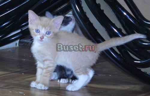Двухмесячные котята в добрые руки Москва