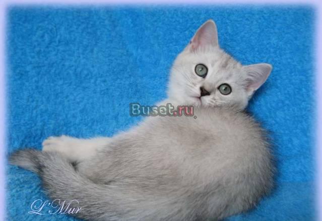 Серебристый тикированный котик колороноситель Москва
