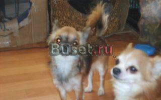 Гламурная девчёнка чишка Нижний Новгород