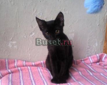 Котенок в добрые руки Москва