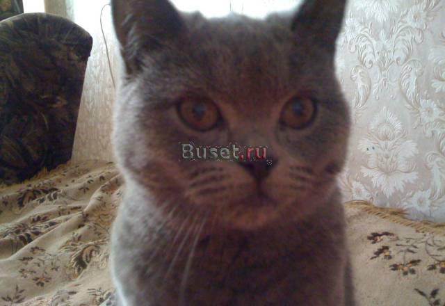 Продам британского котёнка Москва