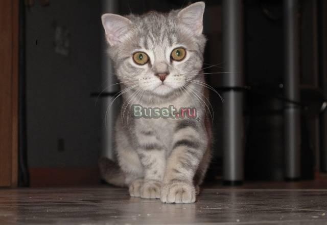 Шотландская кошечка фолд Москва