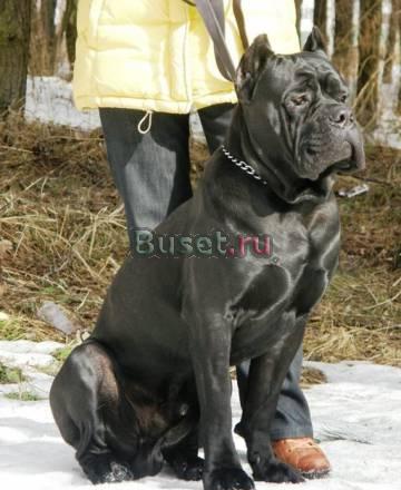 " звездные " щенки кане корсо черного, тигрового Москва