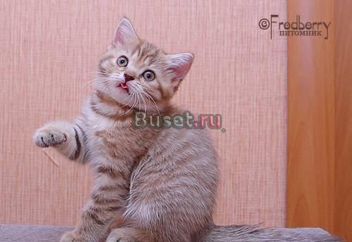 Британский котенок шоколадное пятно Москва