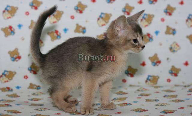 Абиссинская кошечка Москва