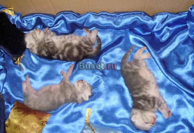 Котята Кострома