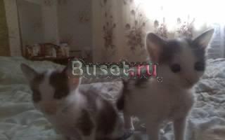 В добрые руки Саратов