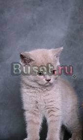 Шотландские котики Пушкино