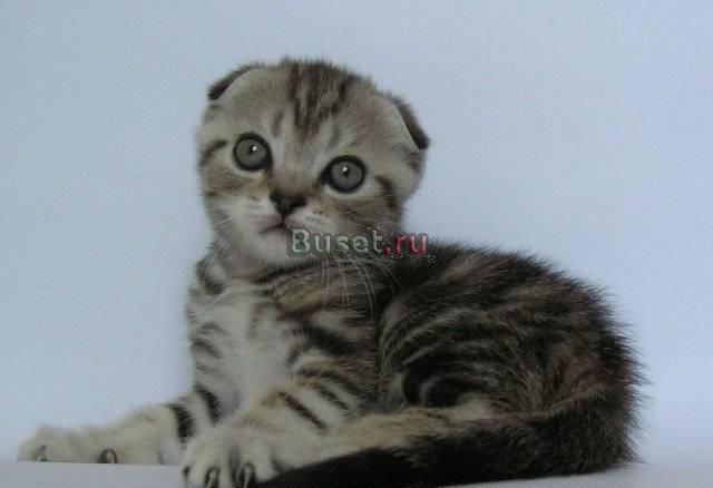 Скоттиш фолд котята,шоу класс Москва