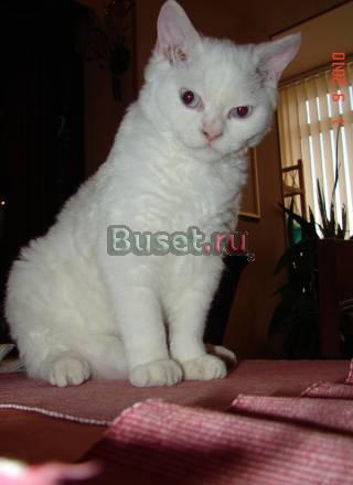 Котик породы селкирк-рекс Екатеринбург