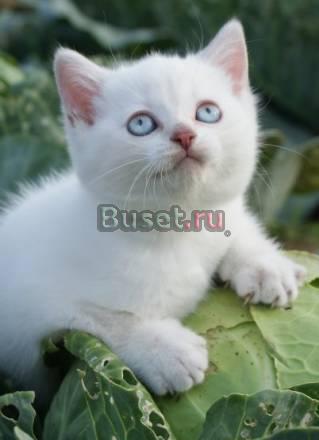 Шотландская  кошечка  от папы чемпиона Санкт-Петербург