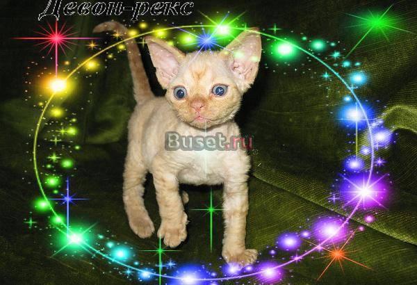 Котята девон рекс Краснодар