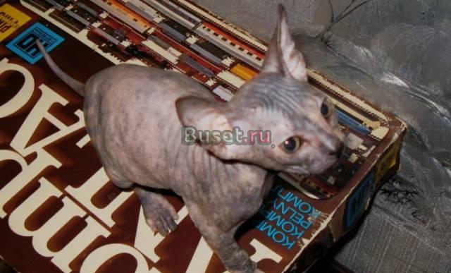 Котенок Донского сфинкса Санкт-Петербург