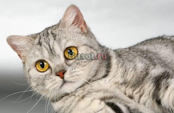 Ищу британского кота для вязки Иваново