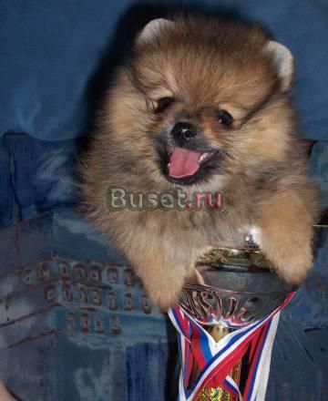 Шпица померанского продаю Москва