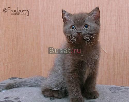 Британский котенок шоколадного окраса Москва