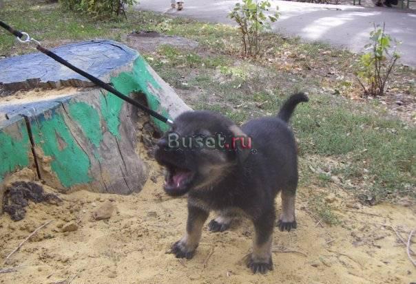 Щенок-девочка в добрые руки Саратов