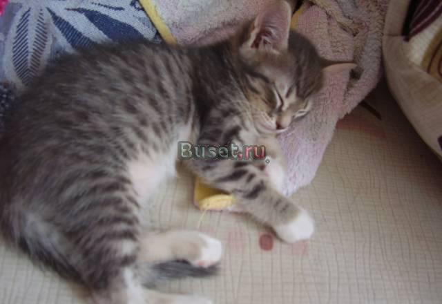 Отдам кису(котенок-девочка) в добрые руки) Новосибирск