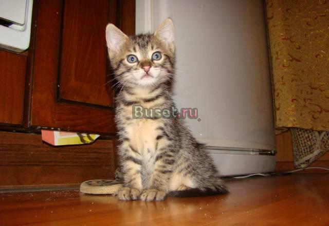 Отдам котёнка в хорошие руки Ростов-на-Дону