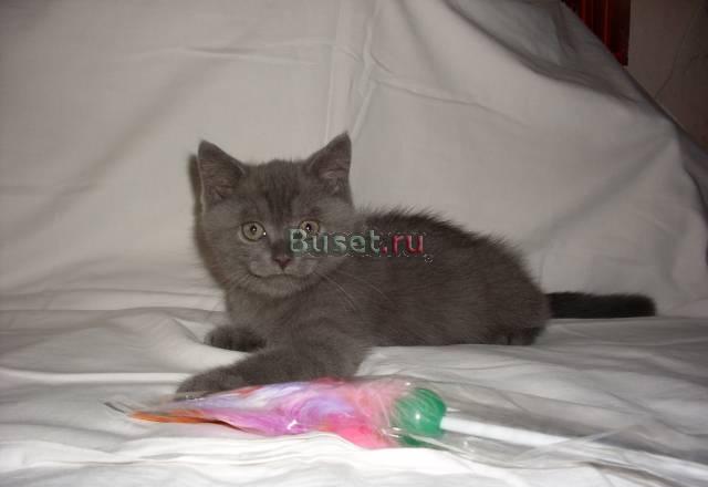 Британский  котик Санкт-Петербург