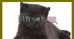 Чёрный британский котик Москва
