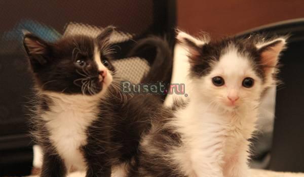 Красивые котята в добрые руки 1 месяц Москва