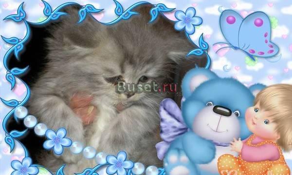 Кошечка полуперс Челябинск