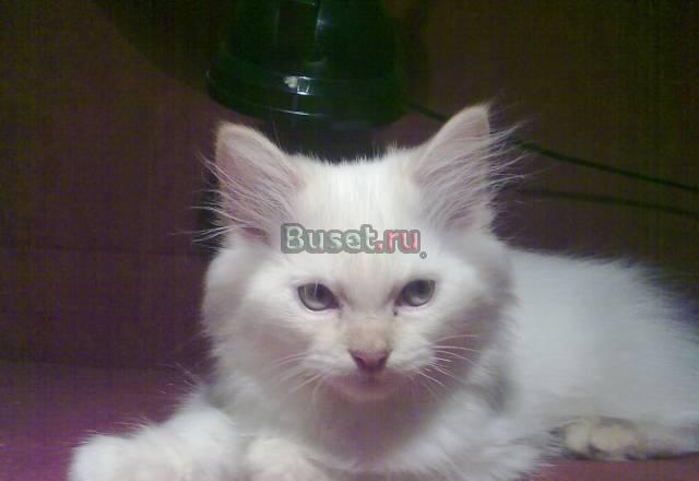 Породистый котенок в хорошие руки Санкт-Петербург