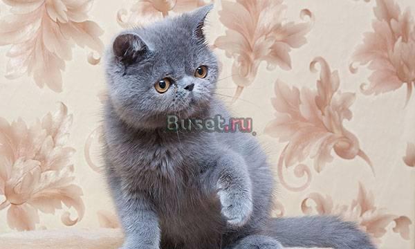 Голубая экзоточка Санкт-Петербург