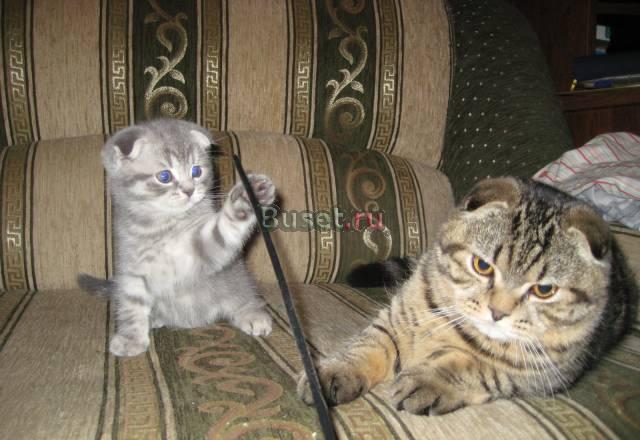 Шотландский вис2аухий  котик Москва