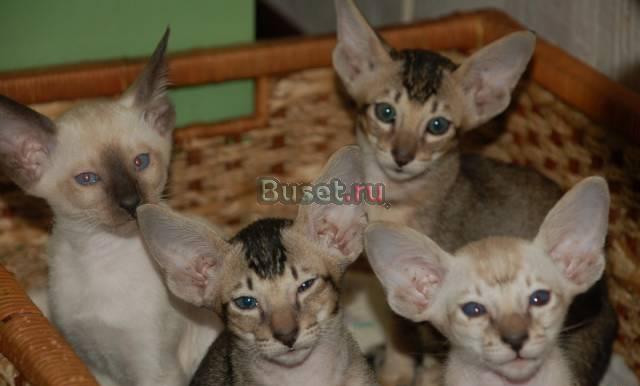 Продажа котят ориентальной породы Челябинск