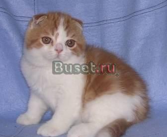 Котики шотландские вислоухие Москва