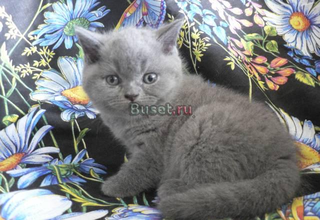 Шотландские  фолды и страйты  котята Москва