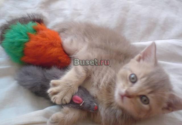 Котенок британская короткошерстная Салават
