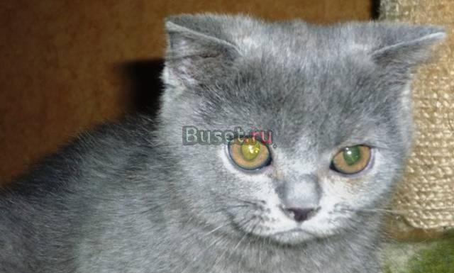 Шотландские  фолды и страйты  котята Москва
