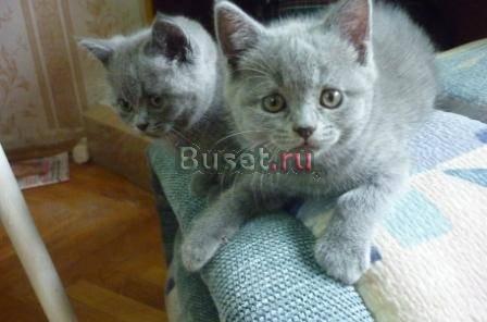 Клубные плюшевые британцы Москва