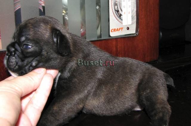 Мальчик французского бульдога Москва