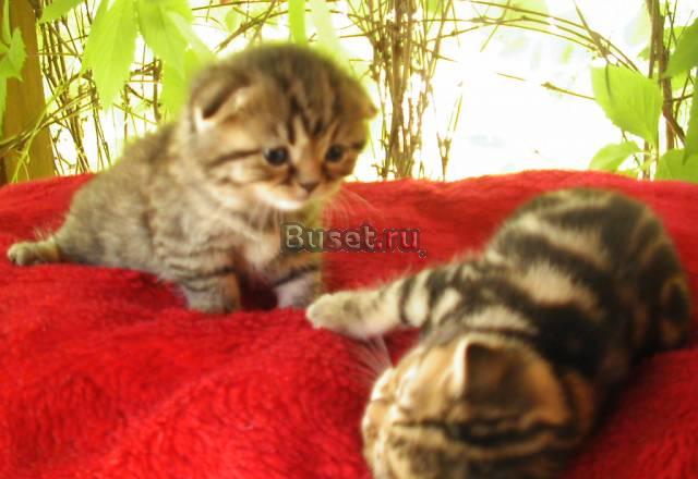 Очаровательные вислоухие котята различных окрасов Москва