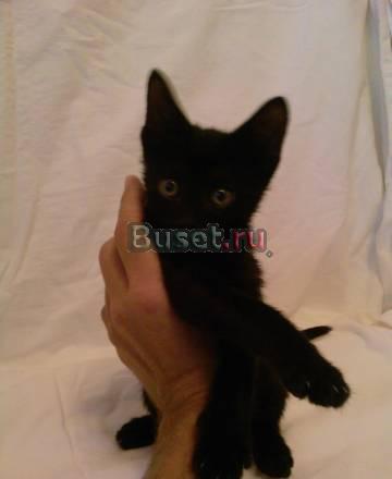 Черненький котенок. Мальчик. 2 мес Москва