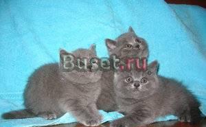 Британские и вислоухие котята Санкт-Петербург