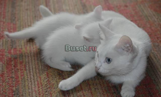 Котята  от кошки породы турецкий ван Москва