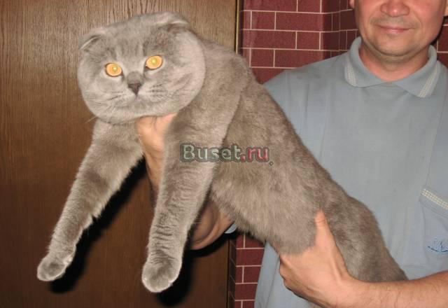 Клубные голубые котята Москва