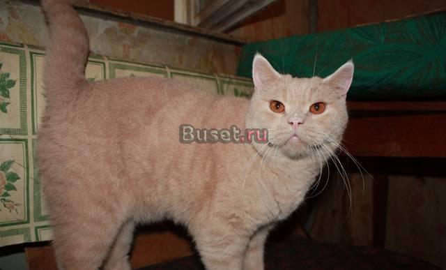 Персиковый британец Яник (8 лет) в добрые руки Москва