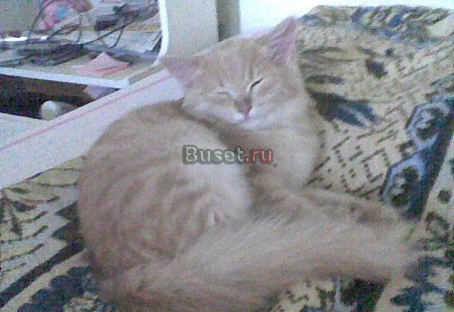 Красивый котенок ищет дом Новотроицк