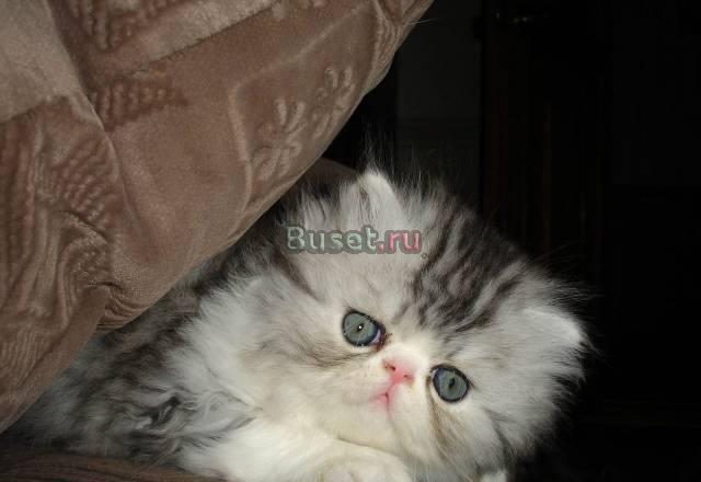 Персидский котик Красноярск
