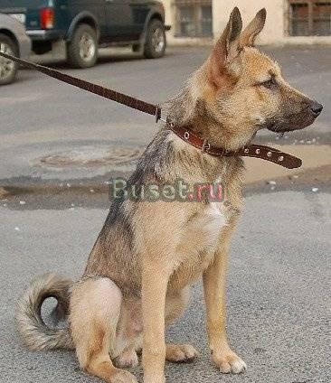 Красавец-щенок Джей ищет дом Санкт-Петербург