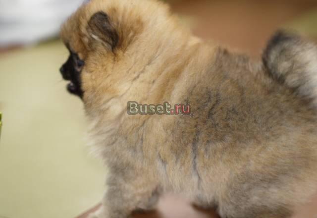 Шпицы разных окрасов Тюмень