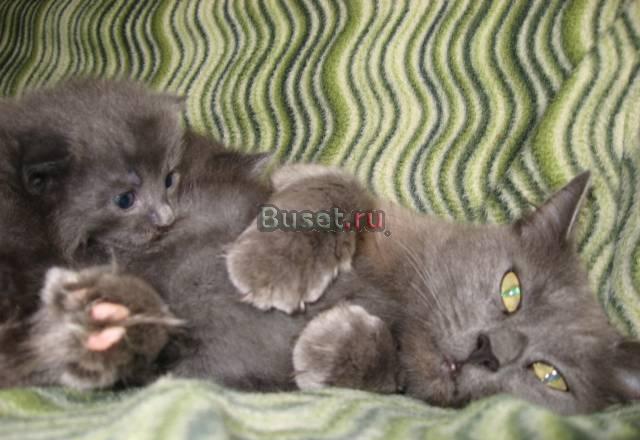 Котёнок Русской голубой Санкт-Петербург