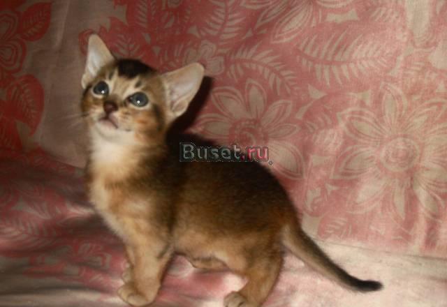 Абиссинские котята Нижний Новгород